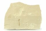 Detailed Crane Fly (Tipulidae) Fossil - Green River Formation #360253-1